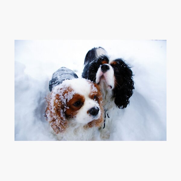 Item preview, Cavaliers en la nieve designed and sold by leanajalukse.