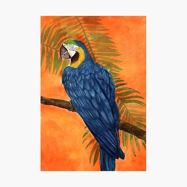 Macaw 2 Photographic Print