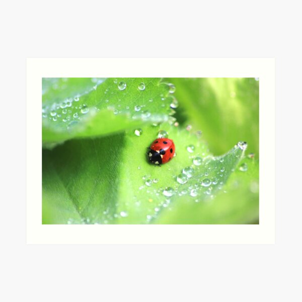 Ladybird and raindrops Art Print