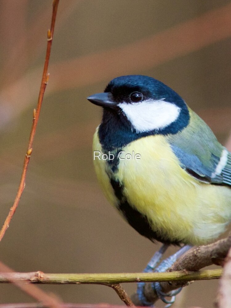 Great Tit (Parus Major) Perched in Woodland by robcole