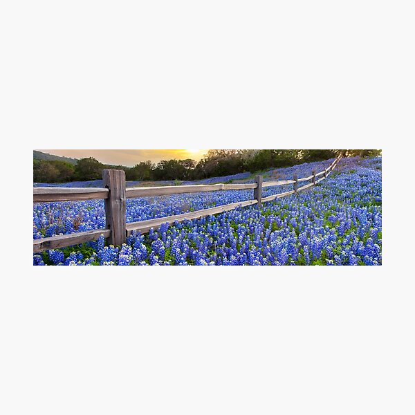 Texas Bluebonnets along a Woodrail Fence Panorama Photographic Print
