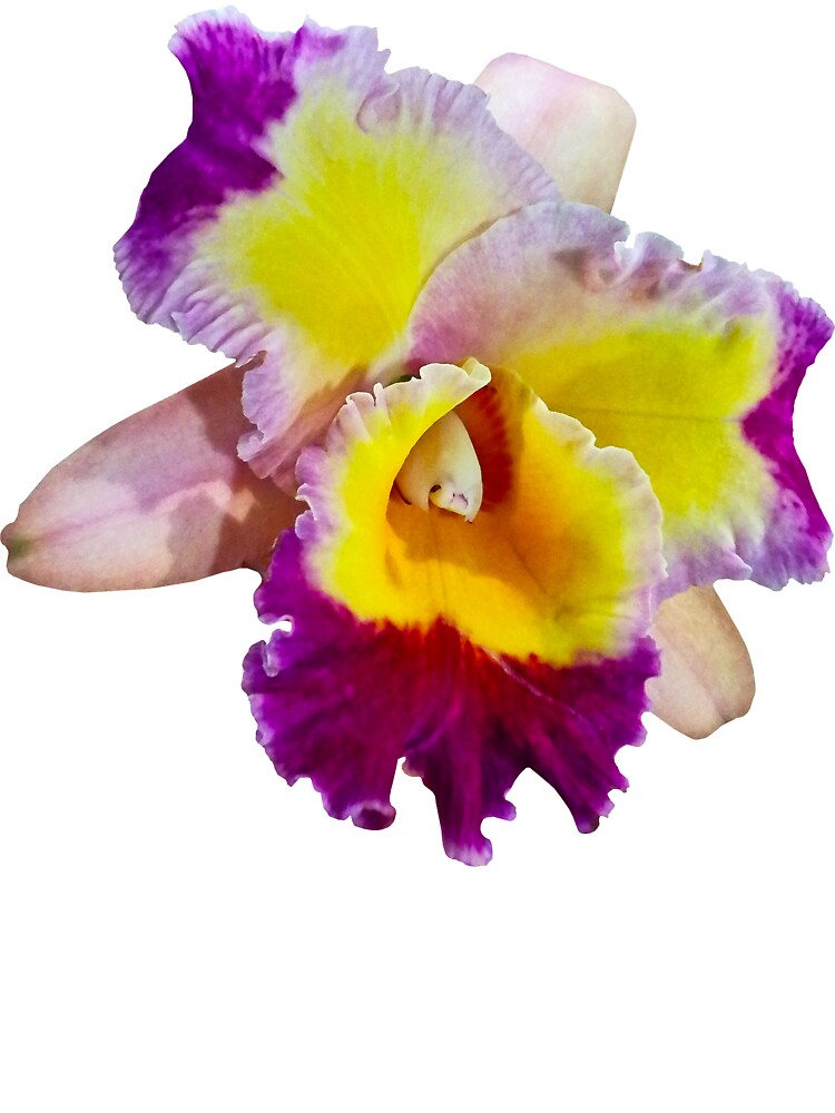 Camiseta para niños «Orquídea Cattleya amarilla y magenta» de SudaP0408 |  Redbubble