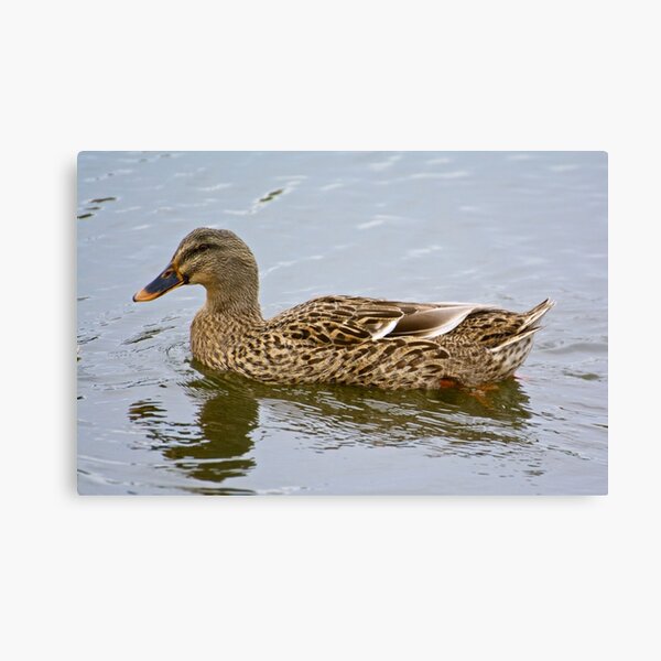 Item preview, WATERFOWL ~ Mallard NGWBARCX by David Irwin designed and sold by tasmanianartist.