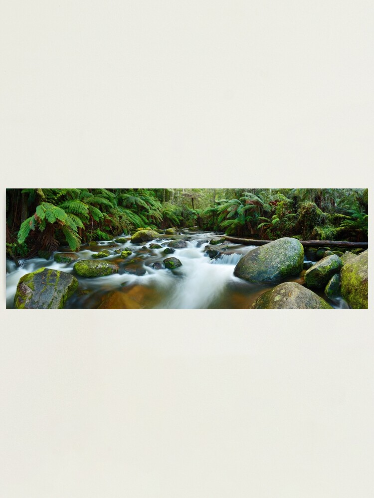 Alternate view of Toorongo River, Gippsland, Victoria, Australia Photographic Print
