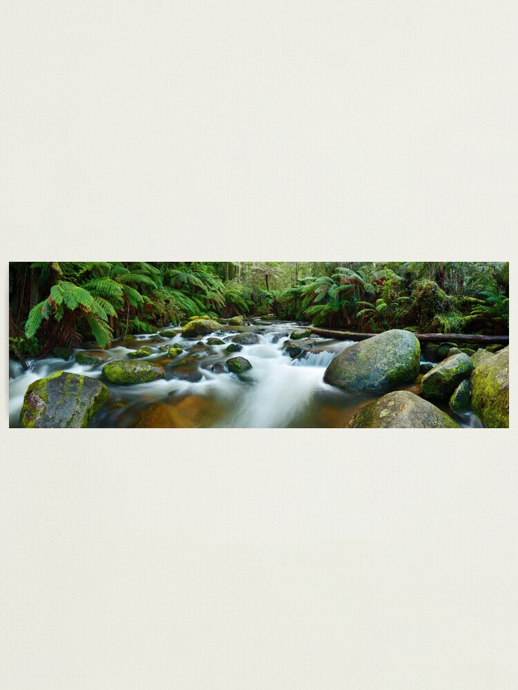 Alternate view of Toorongo River, Gippsland, Victoria, Australia Photographic Print
