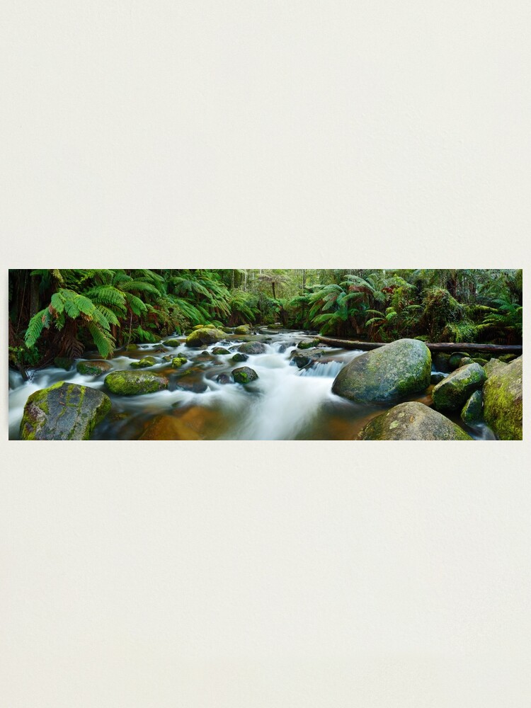 Alternate view of Toorongo River, Gippsland, Victoria, Australia Photographic Print
