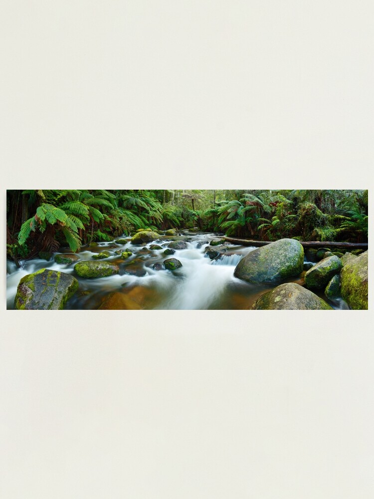 Alternate view of Toorongo River, Gippsland, Victoria, Australia Photographic Print