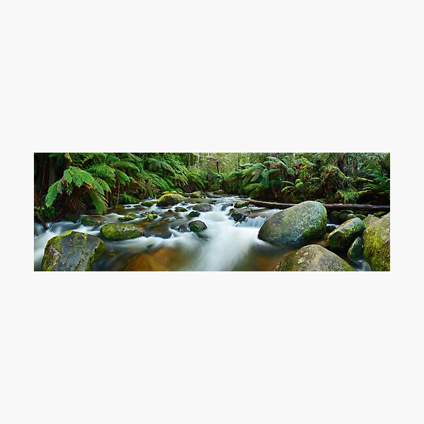 Toorongo River, Gippsland, Victoria, Australia Photographic Print