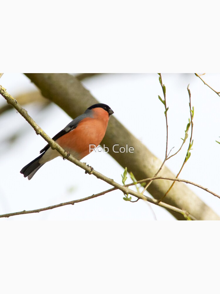 Bullfinch (Pyrrhula pyrrhula) Perched in Woodland by robcole