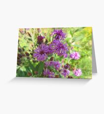 Cornflowers in Bloom Greeting Card