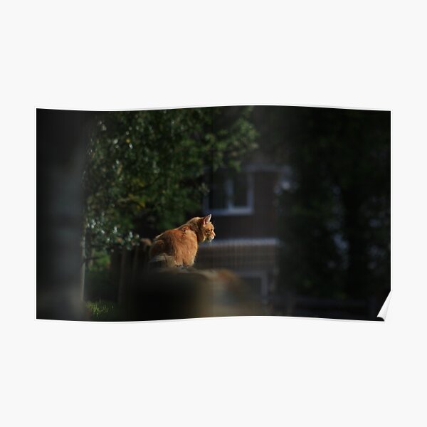 Ginger cat on garden fence Poster