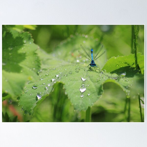 Item preview, Azure damselfly on leaf after rain designed and sold by turniptowers.