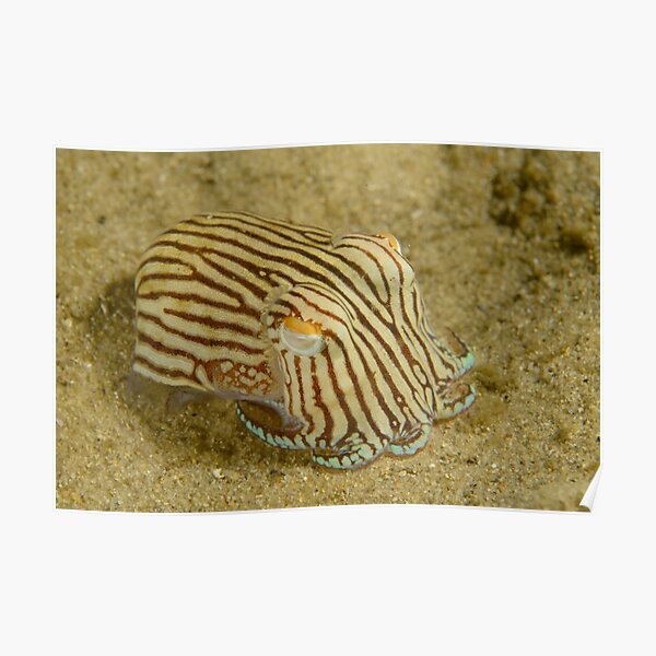 Striped Pyjama Squid - Sepioloidea lineolata Poster