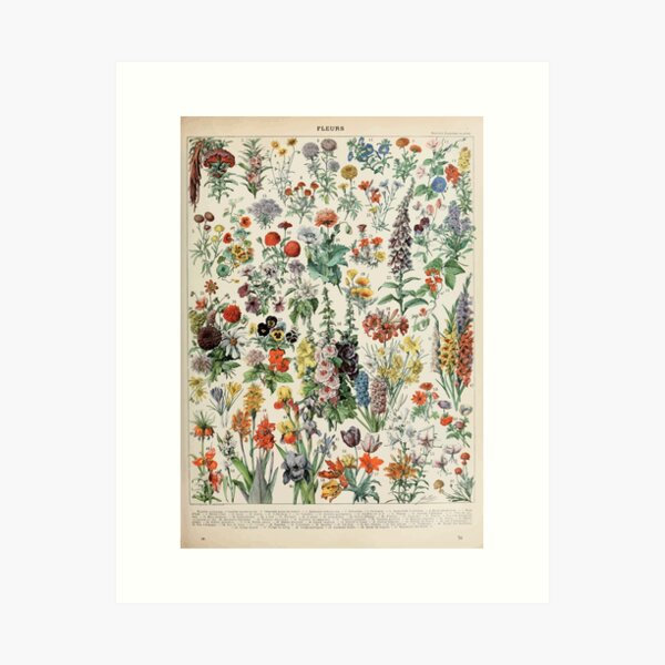 Aperçu de l'œuvre Adolphe Millot fleurs A créée et vendue par wetdryvac.