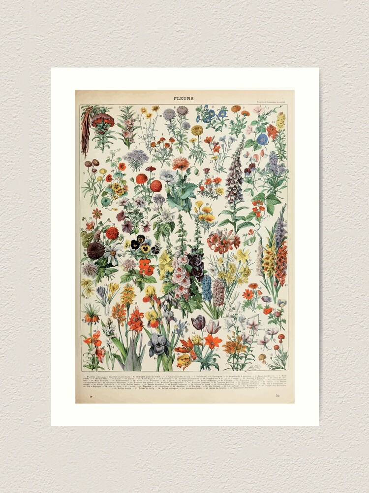 Alternate view of Adolphe Millot fleurs A Art Print