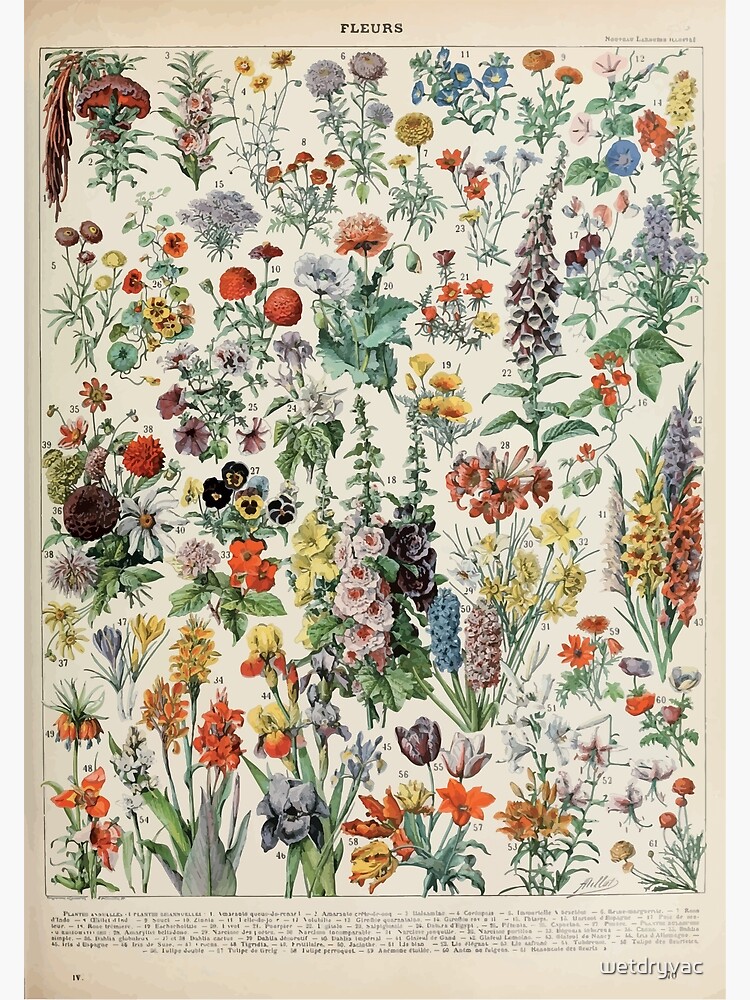 Adolphe Millot fleurs A by wetdryvac
