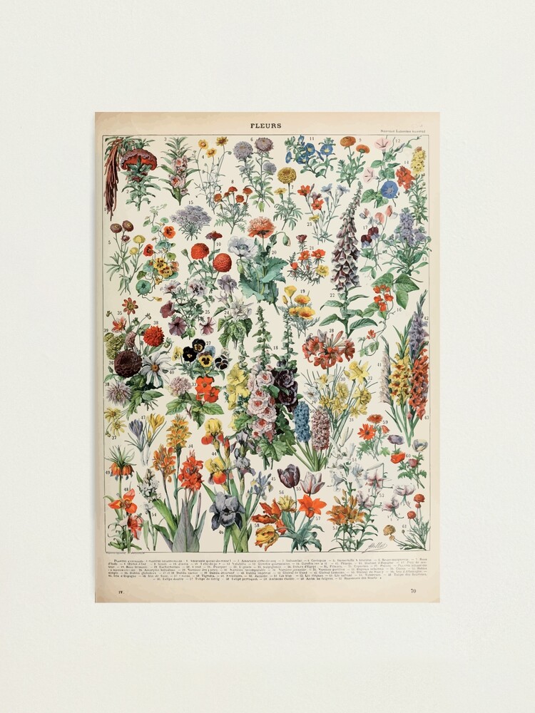 Alternate view of Adolphe Millot fleurs A Photographic Print