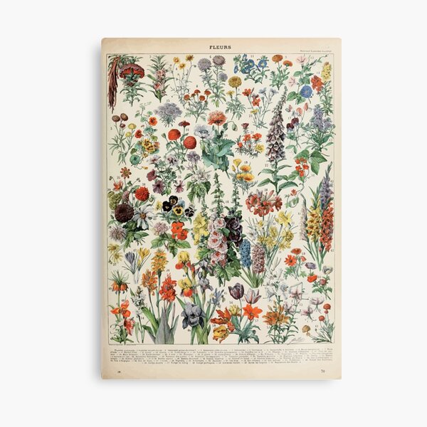 Adolphe Millot fleurs A Leinwanddruck