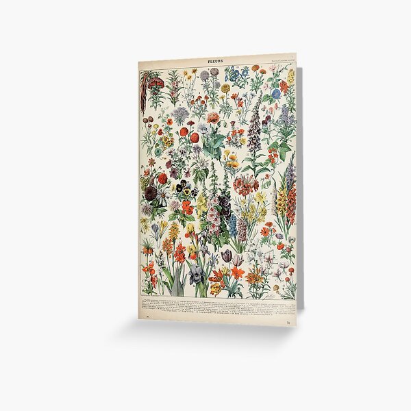 Adolphe Millot fleurs A Greeting Card