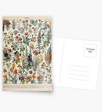 Adolphe Millot fleurs A Postcards