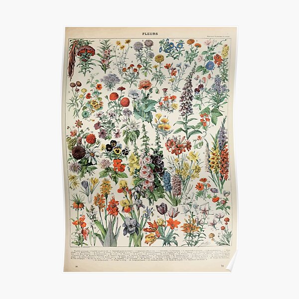 Adolphe Millot fleurs A Poster