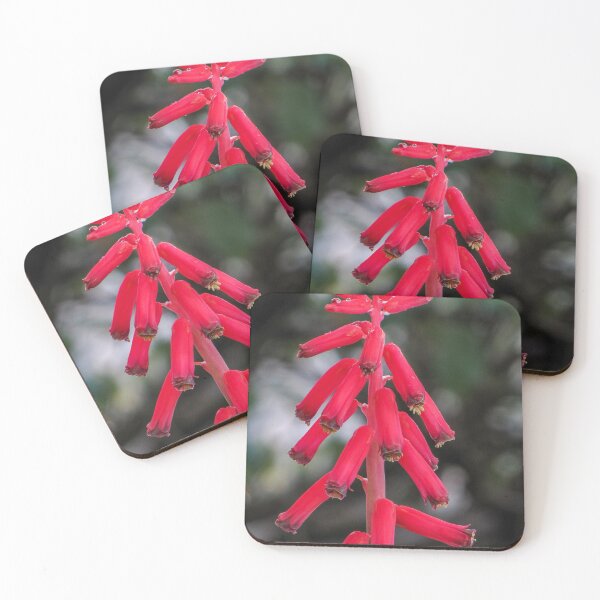 Item preview, Soldier Boys (Lachenalia) designed and sold by DPalmer.