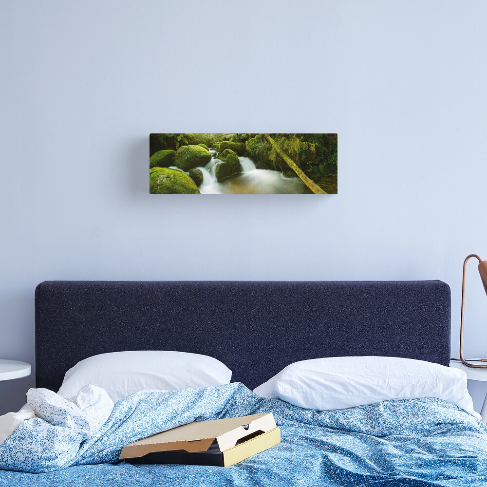 Dawn Moss, Toorongo River, Gippsland, Victoria, Australia Canvas Print