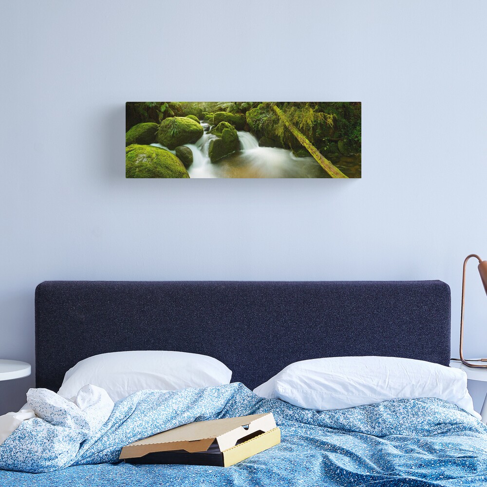Dawn Moss, Toorongo River, Gippsland, Victoria, Australia Canvas Print