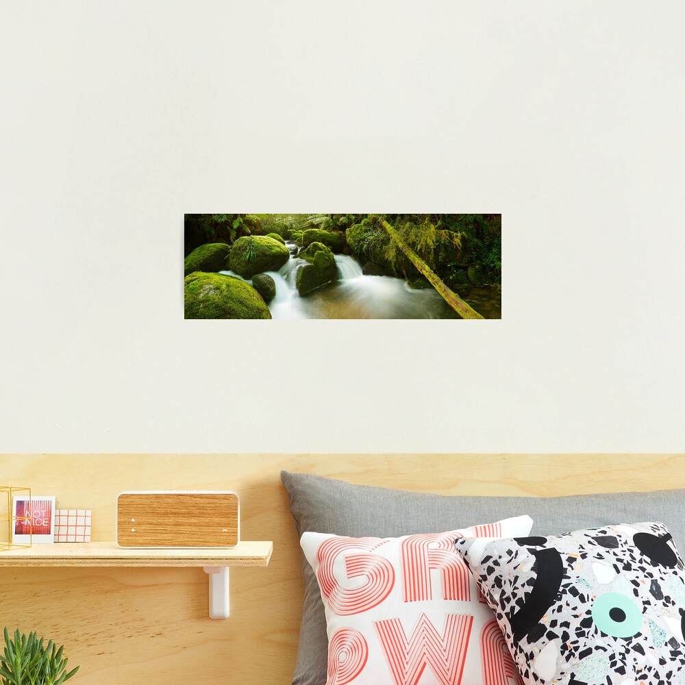 Dawn Moss, Toorongo River, Gippsland, Victoria, Australia Photographic Print