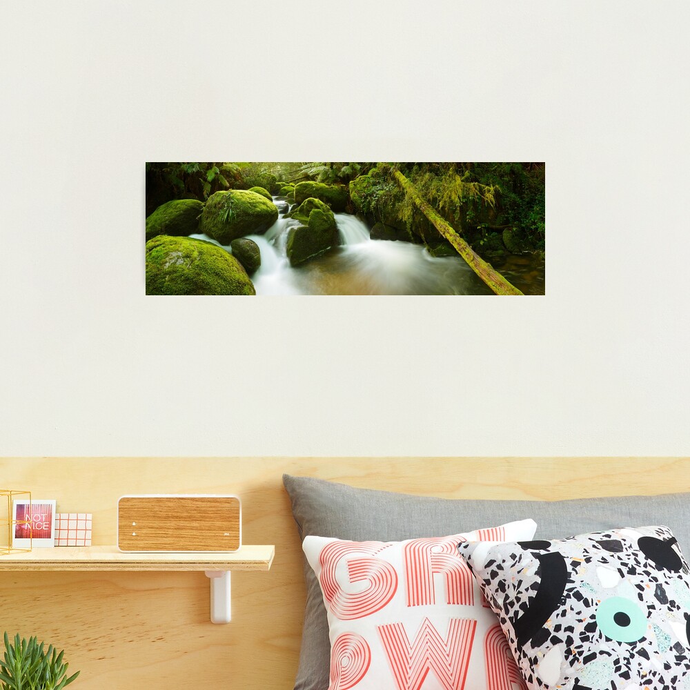 Dawn Moss, Toorongo River, Gippsland, Victoria, Australia Photographic Print