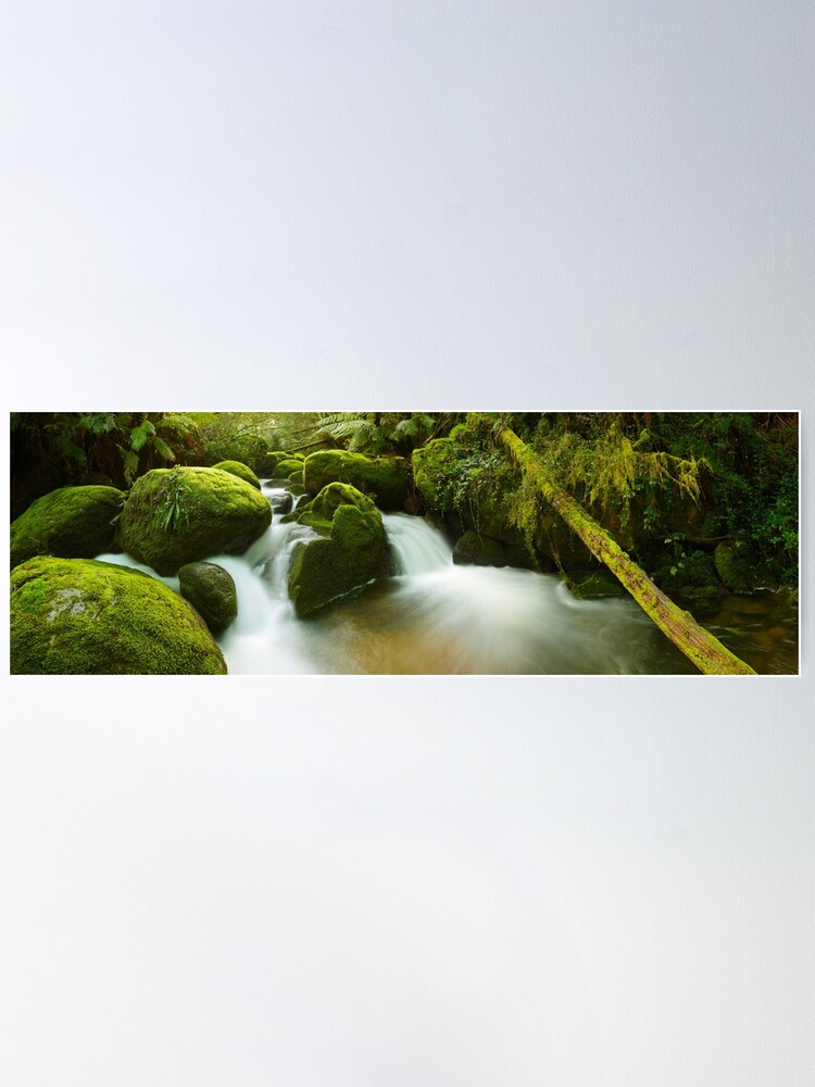 Alternate view of Dawn Moss, Toorongo River, Gippsland, Victoria, Australia Poster
