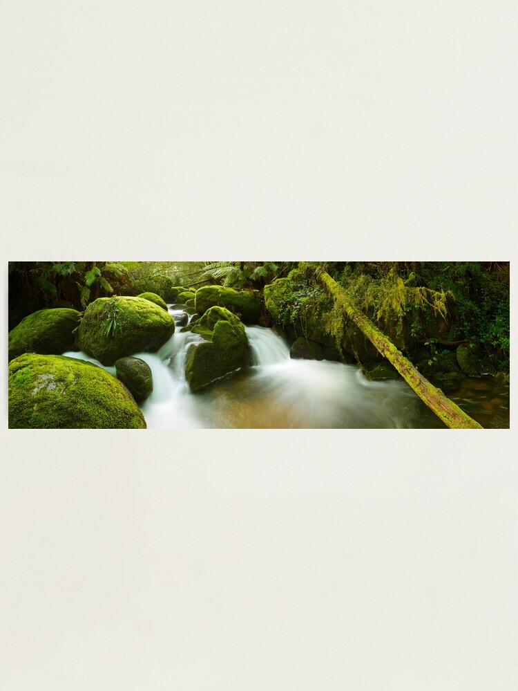 Alternate view of Dawn Moss, Toorongo River, Gippsland, Victoria, Australia Photographic Print