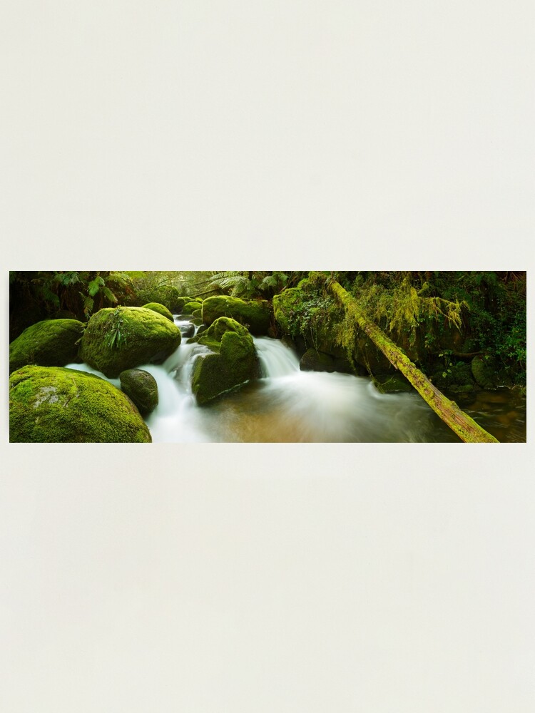 Alternate view of Dawn Moss, Toorongo River, Gippsland, Victoria, Australia Photographic Print