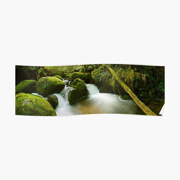 Dawn Moss, Toorongo River, Gippsland, Victoria, Australia Poster
