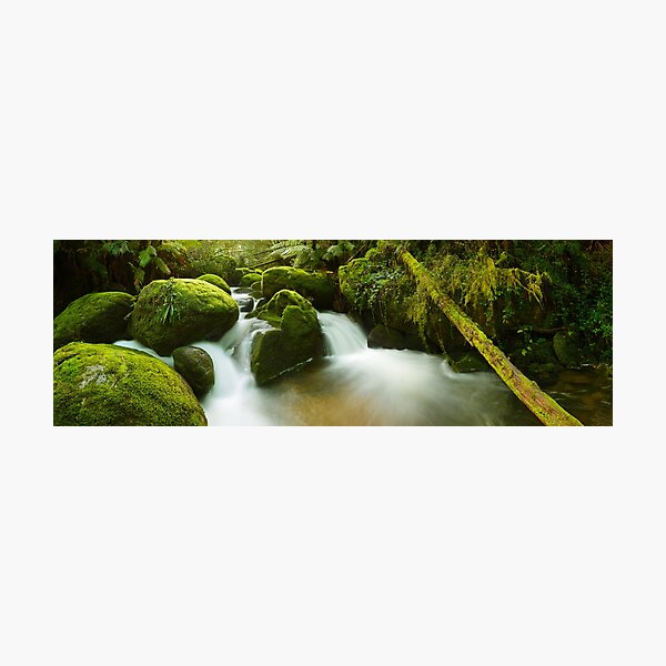 Dawn Moss, Toorongo River, Gippsland, Victoria, Australia Photographic Print