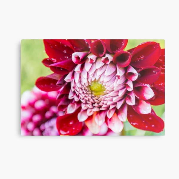 I'm Shy but They Tell I'll Out Grow It Metal Print