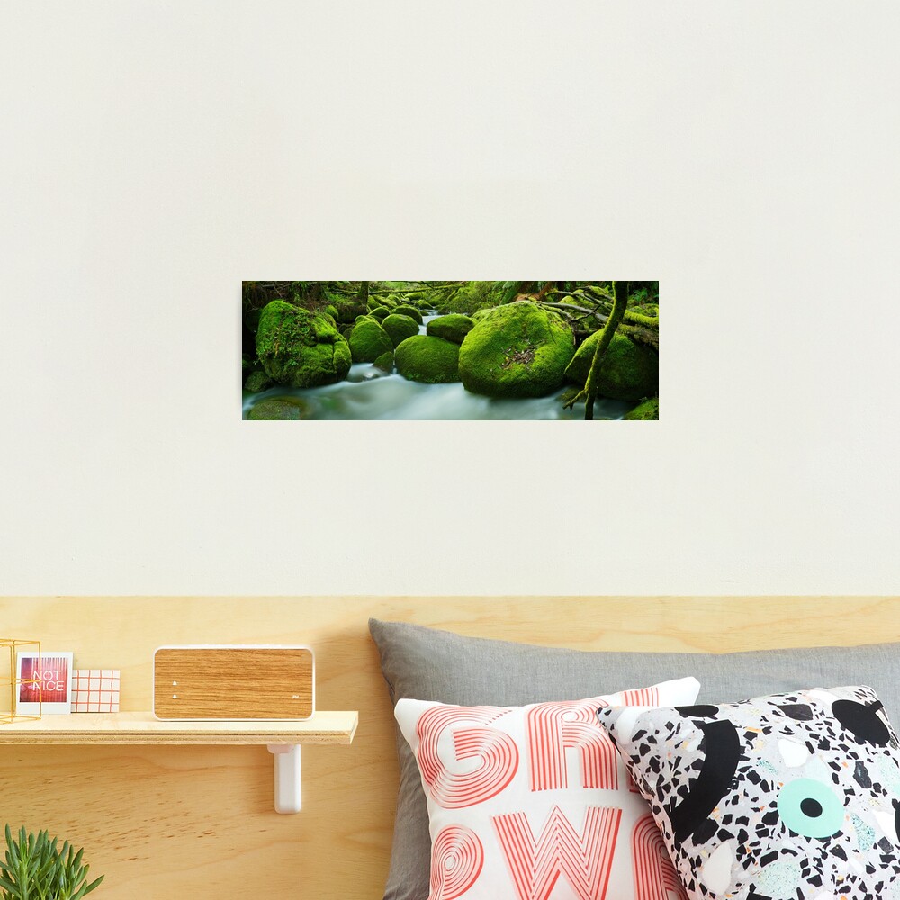 Greenery, Toorongo River, Gippsland, Victoria, Australia Photographic Print