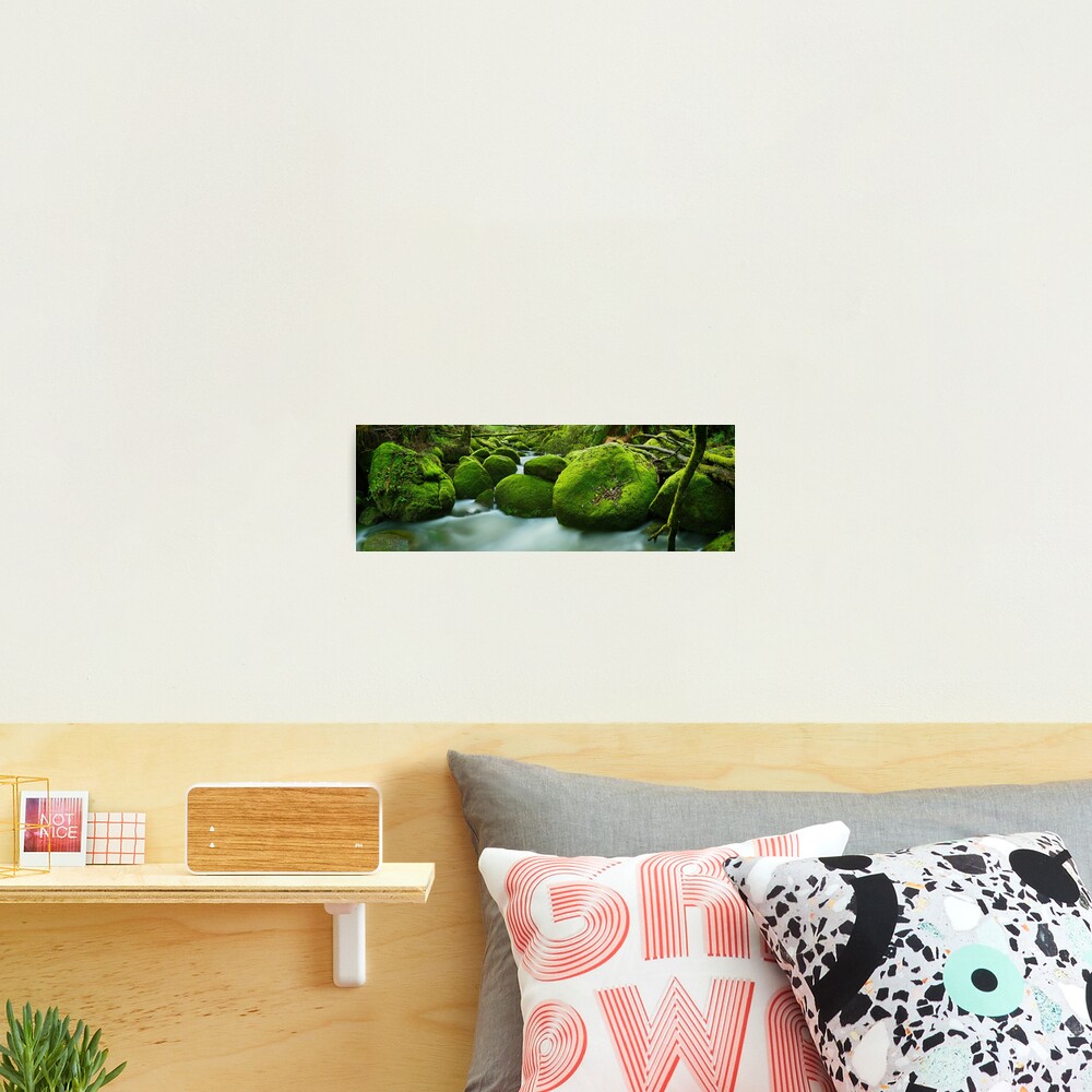 Greenery, Toorongo River, Gippsland, Victoria, Australia Photographic Print