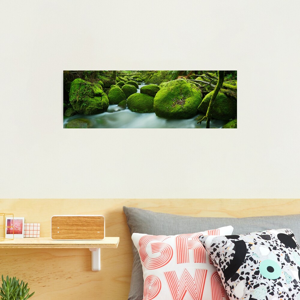 Greenery, Toorongo River, Gippsland, Victoria, Australia Photographic Print