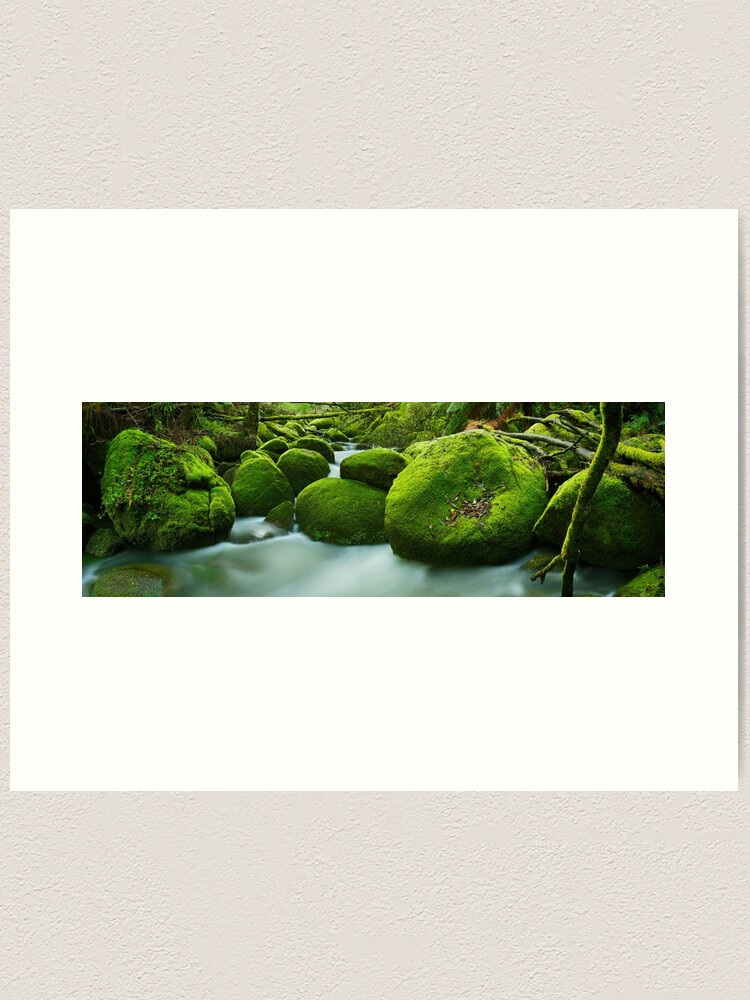 Alternate view of Greenery, Toorongo River, Gippsland, Victoria, Australia Art Print