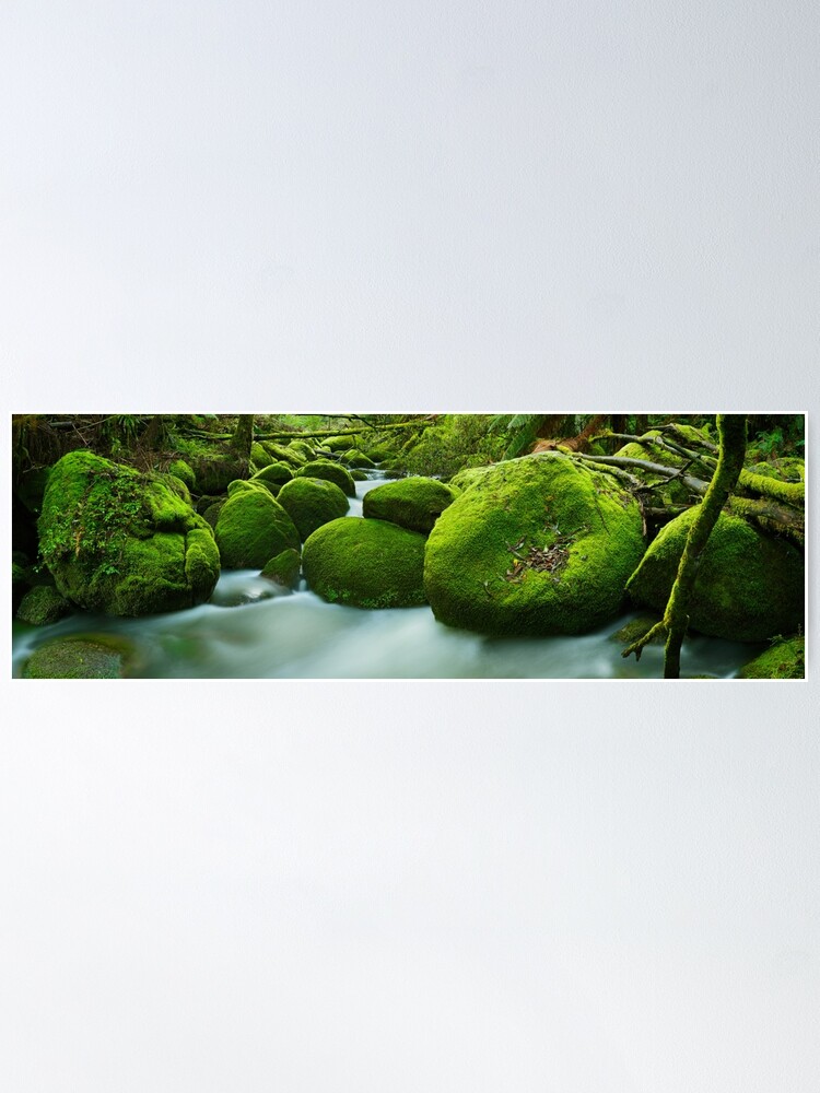 Alternate view of Greenery, Toorongo River, Gippsland, Victoria, Australia Poster