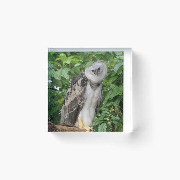 Item preview, Harpy Eagle  designed and sold by AviarylifeMag.