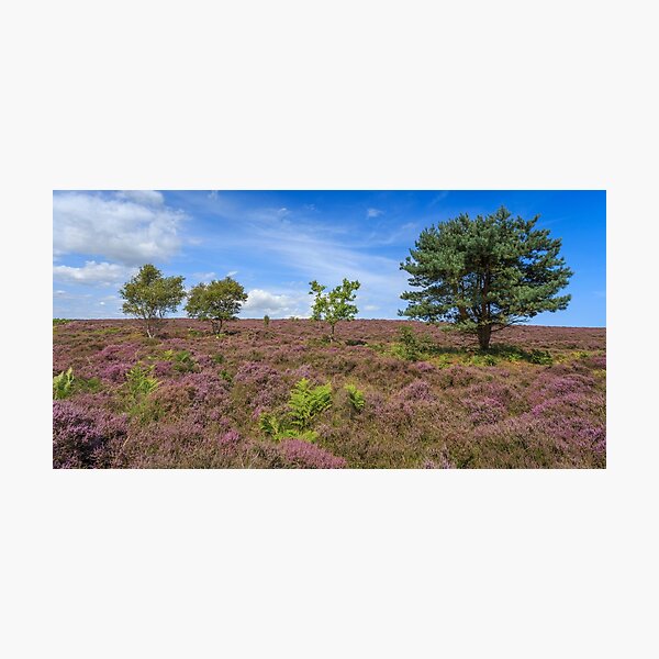 Dunwich Heath Photographic Print