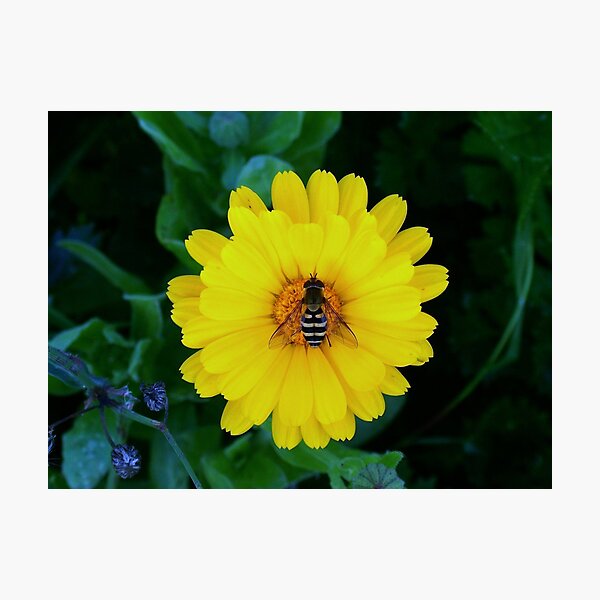 Item preview, Bee line to the flower designed and sold by salmonmattus.