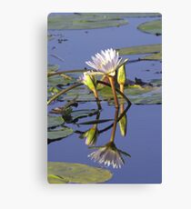 Lilies - Okavango Delta, Botswana Canvas Print