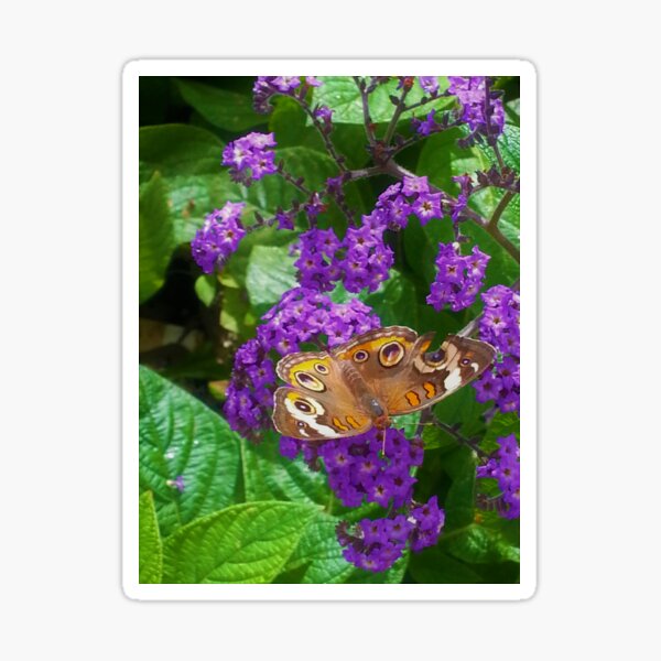 Big Eye Buckeye Sticker