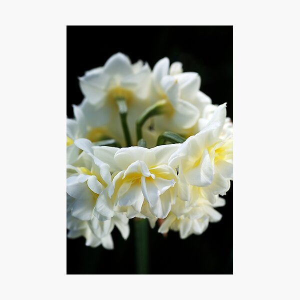 Jonquil Ring Dance Photographic Print