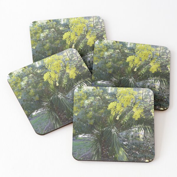 Item preview, Australian Native Cootamundra Wattle opens! Our garden Tea Tree Gully, Sth. Australia. designed and sold by RitaBlom.