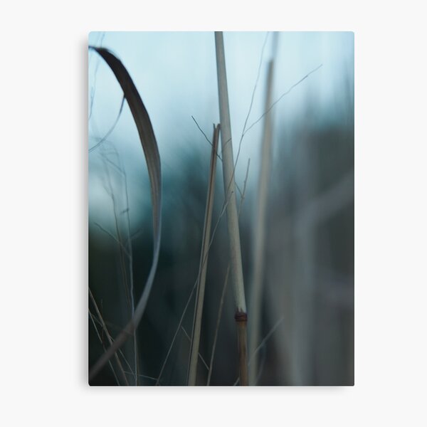 Tall Grass at Dusk Metal Print