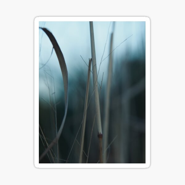 Tall Grass at Dusk Sticker